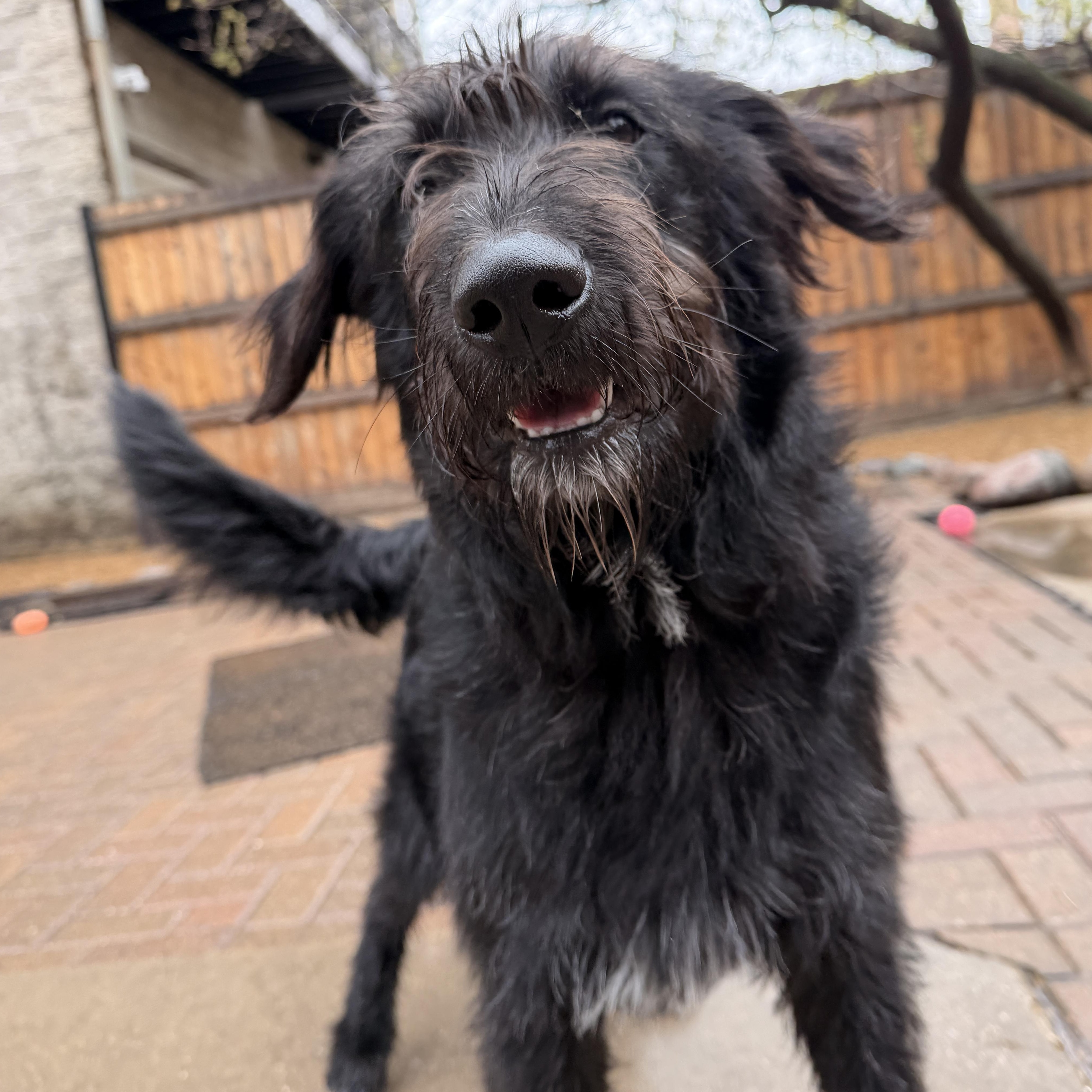 Enlarge Oreo, a ADOPTABLE mixed breed in Evanston, IL image 2/5