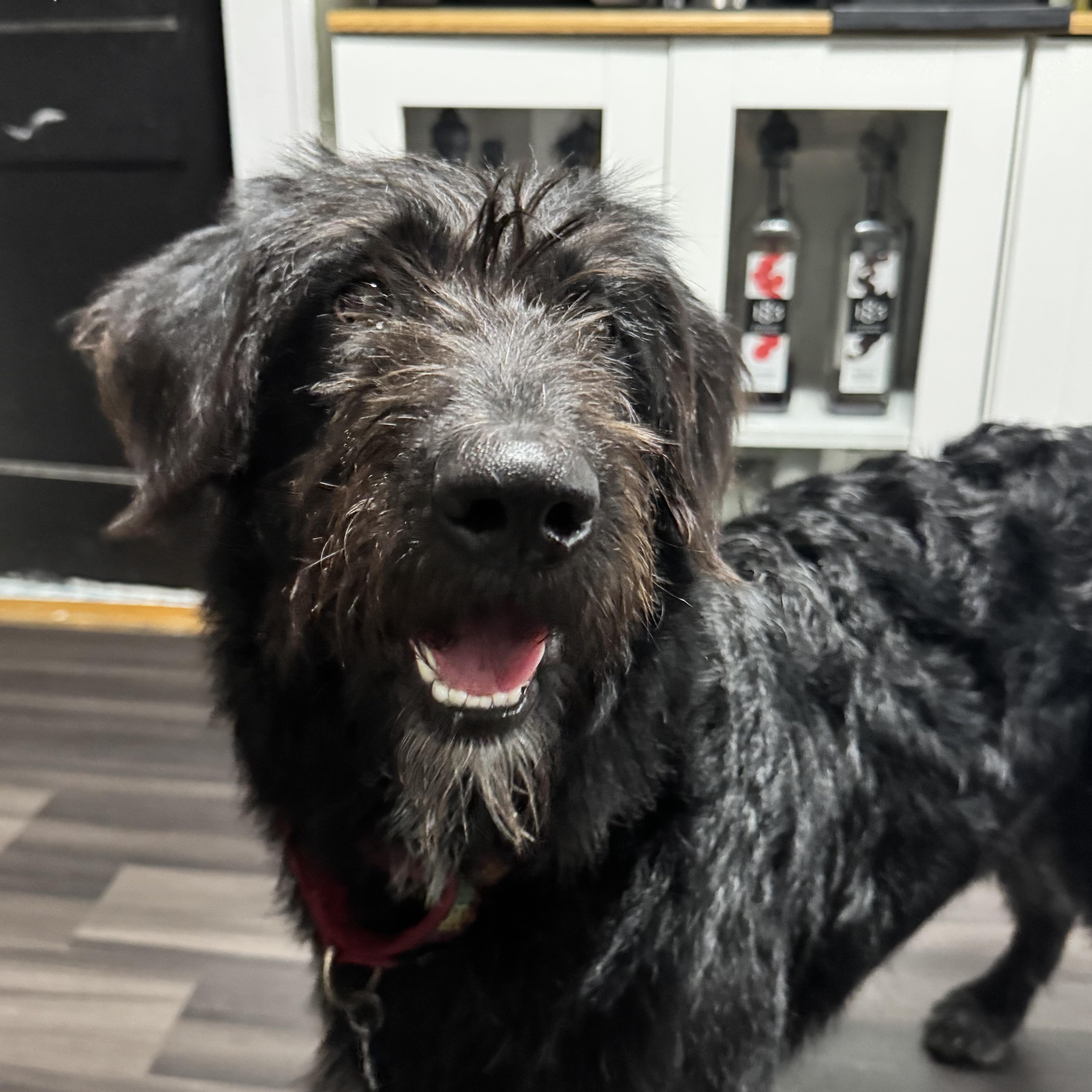 Enlarge Oreo, a ADOPTABLE mixed breed in Evanston, IL image 5/5