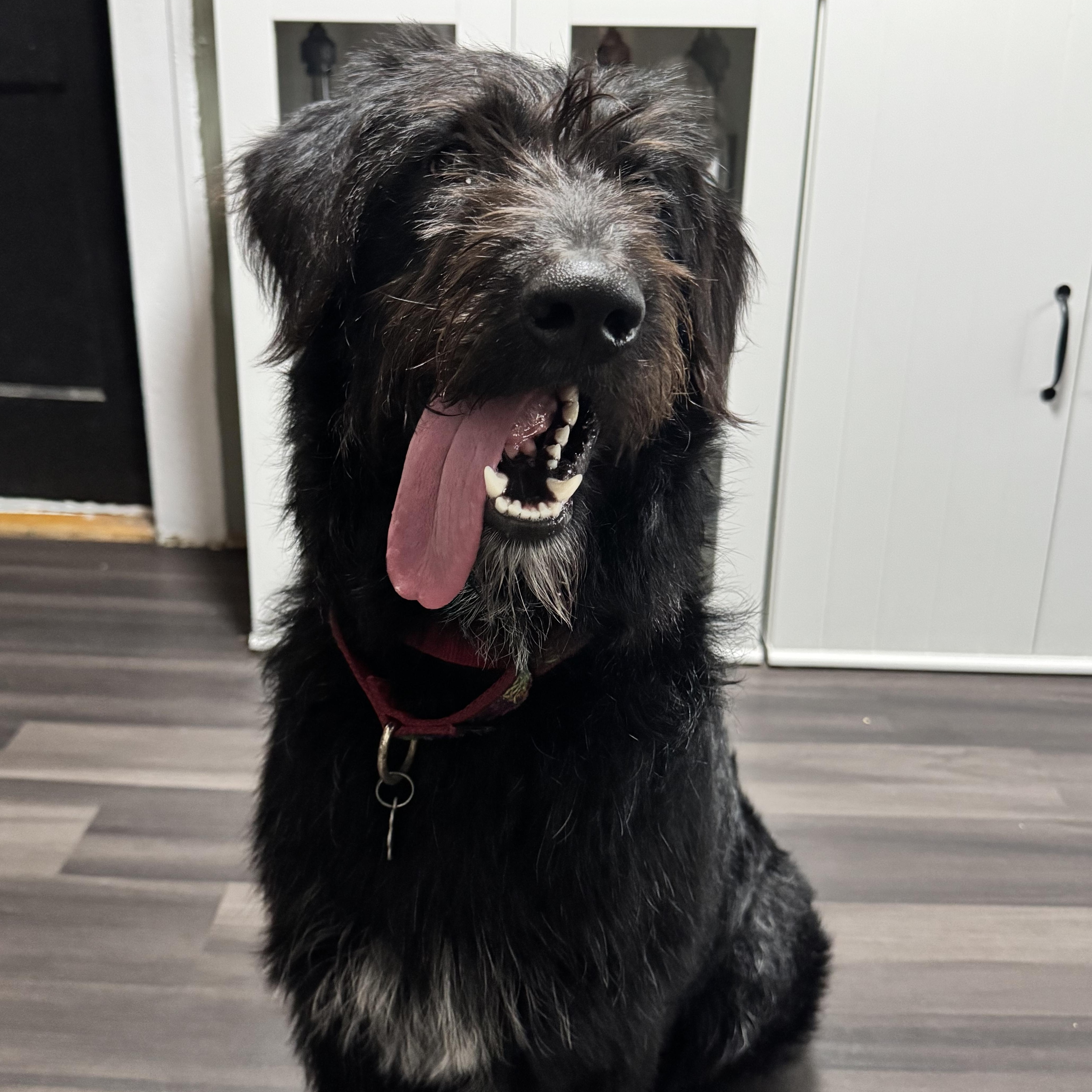 Enlarge Oreo, a ADOPTABLE mixed breed in Evanston, IL image 4/5