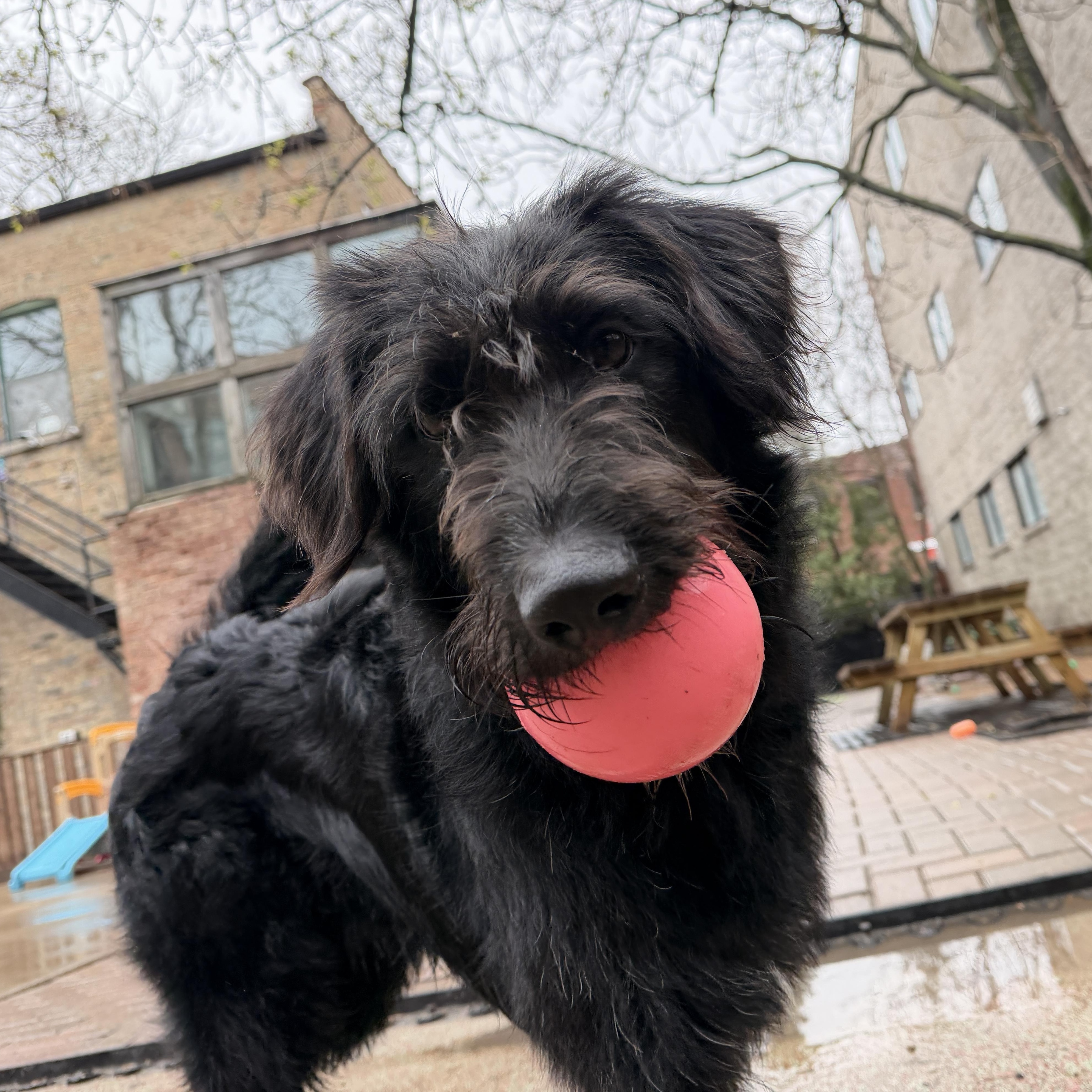 Enlarge Oreo, a ADOPTABLE mixed breed in Evanston, IL image 1/5