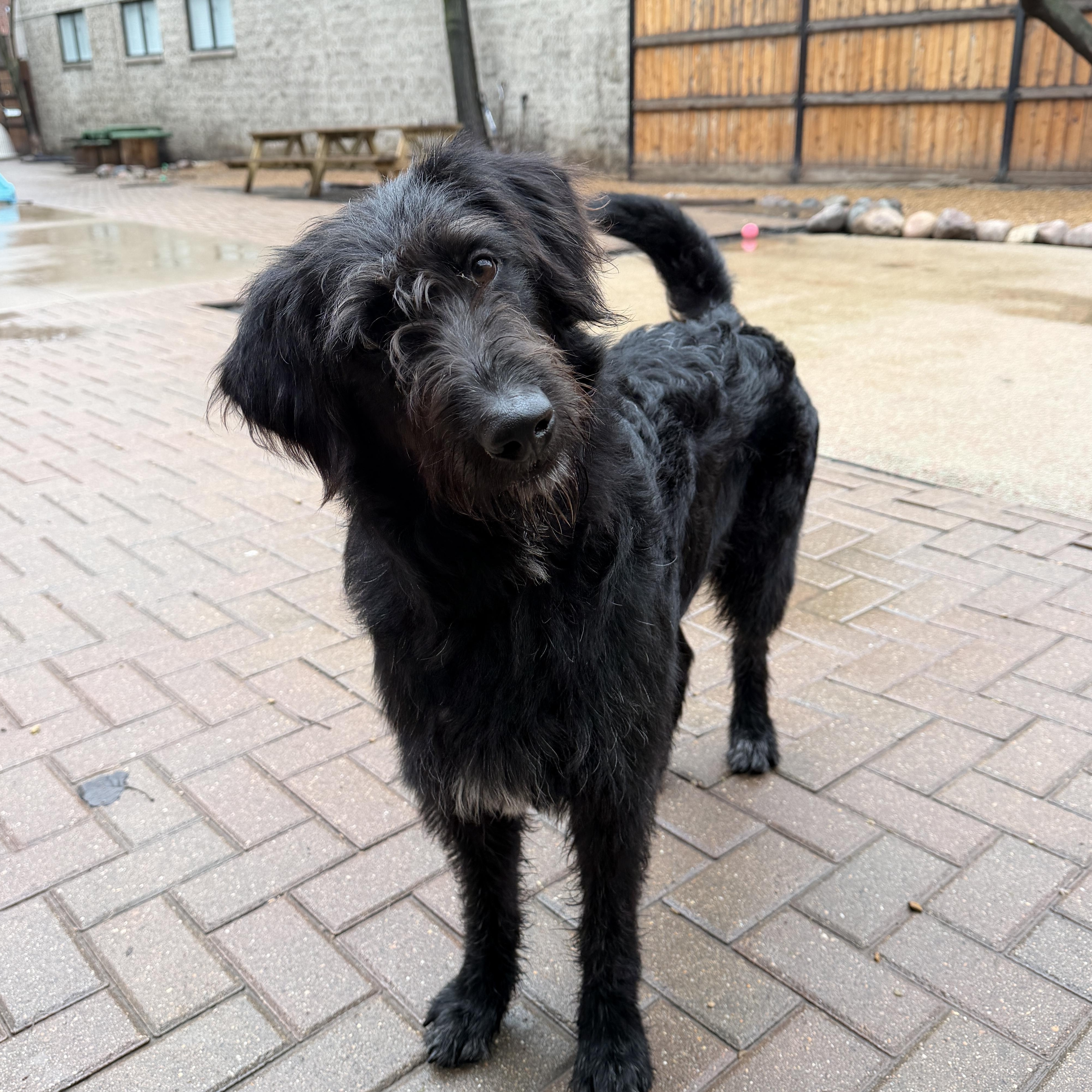 Enlarge Oreo, a ADOPTABLE mixed breed in Evanston, IL image 3/5