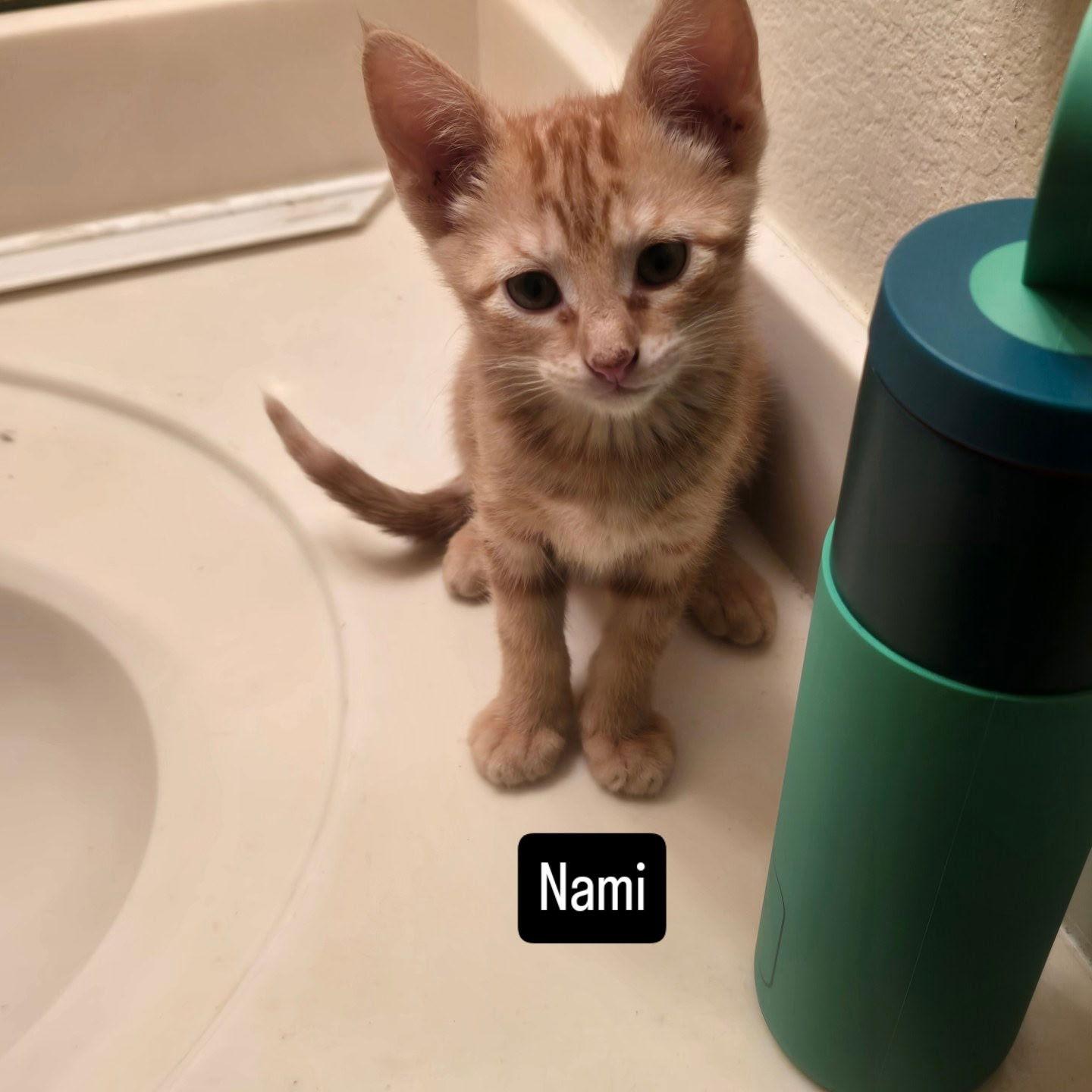 Nami, Adopted, Young Female Domestic Short Hair.