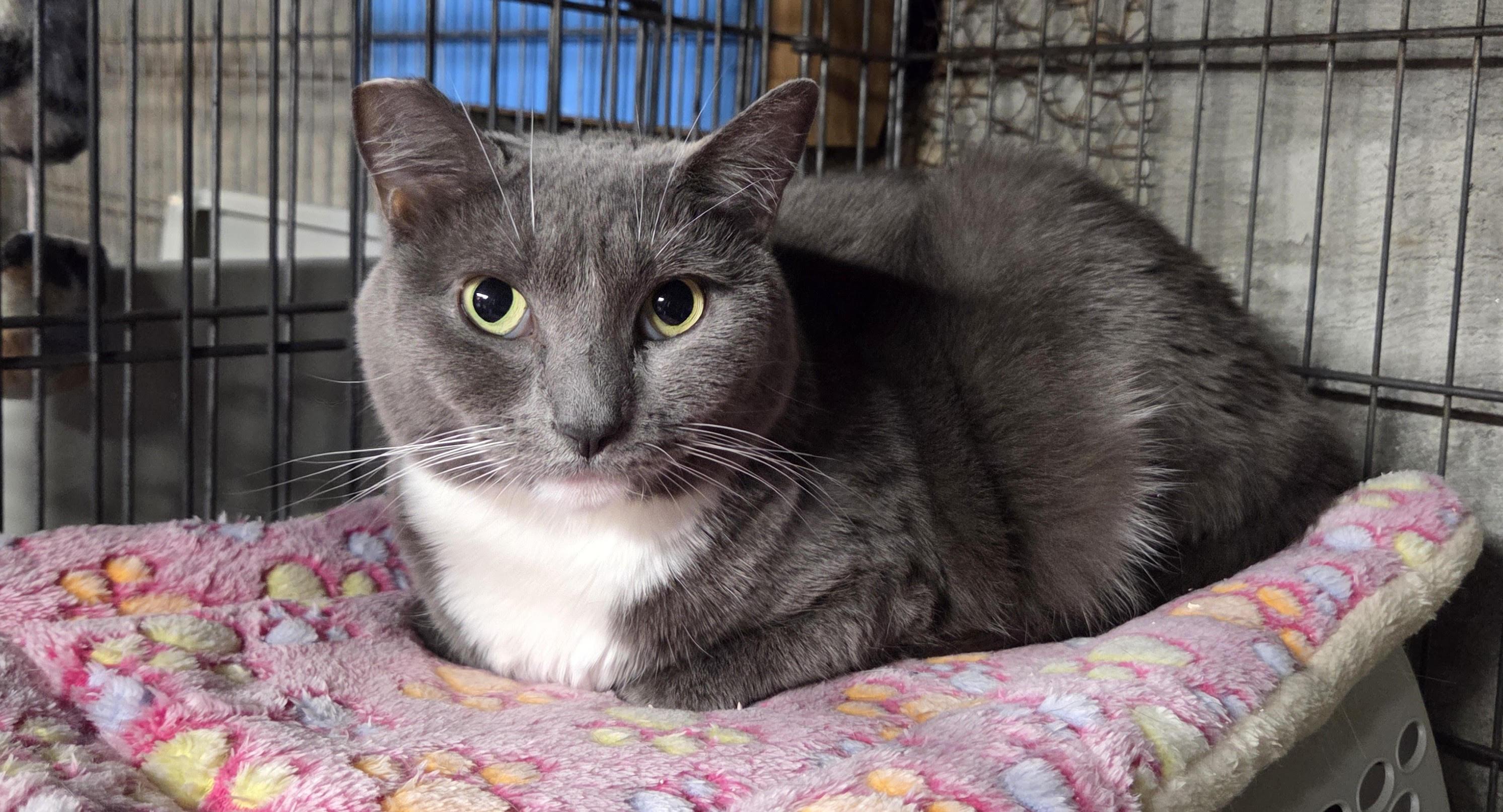 Enlarge Sylvie, a ADOPTABLE Domestic Short Hair in Lisbon, CT image 1/1