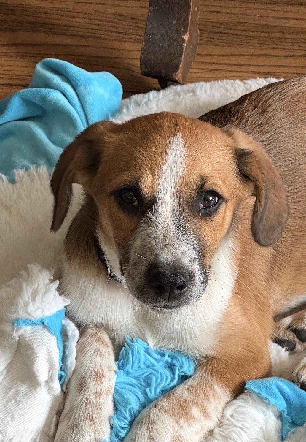 Enlarge Prednisone (Small Guy), a Adoptable mixed breed in South Saint Paul, MN image 5/5