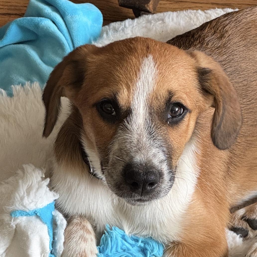 Enlarge Prednisone (Small Guy), a Adoptable mixed breed in South Saint Paul, MN image 2/6