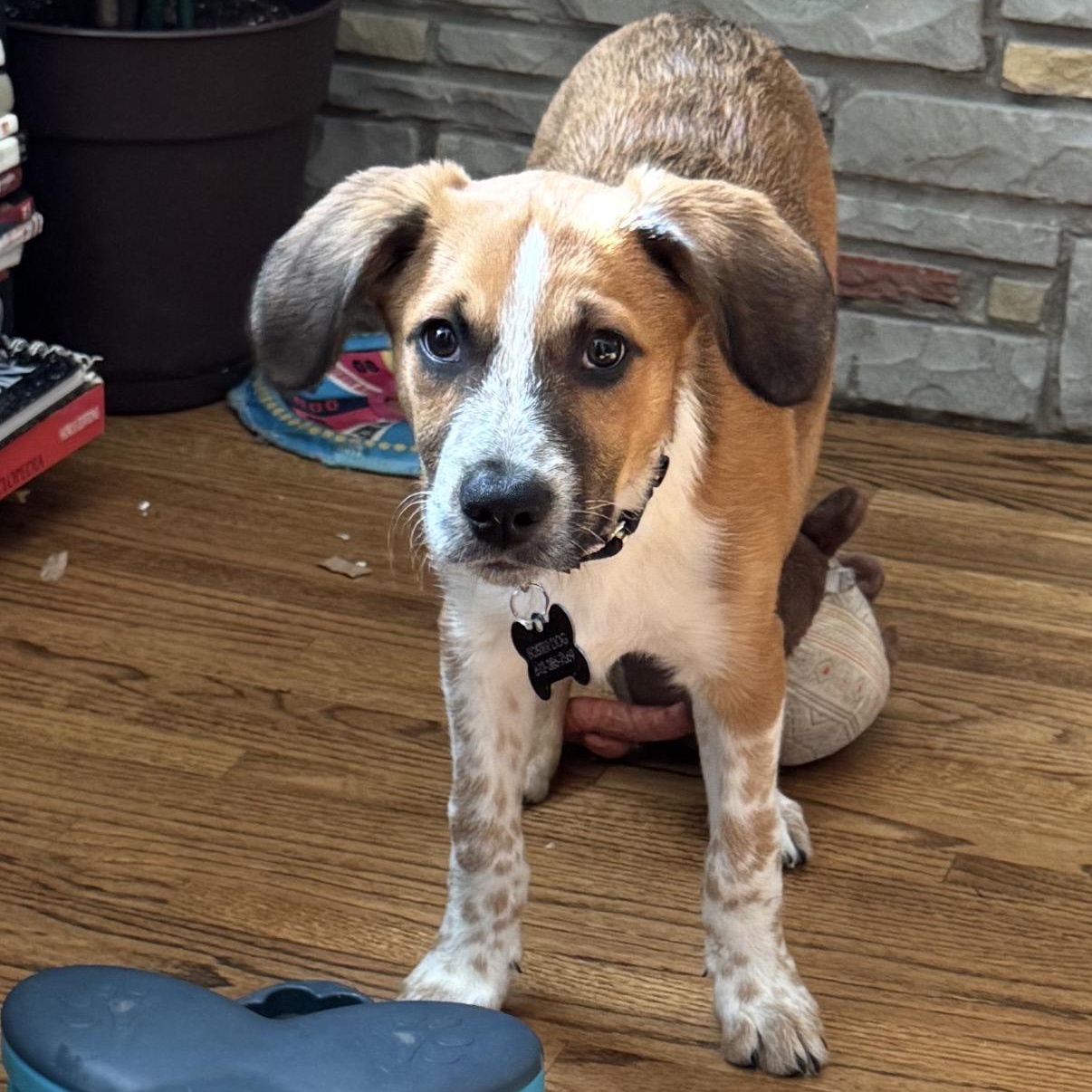 Prednisone (Small Guy), Adoptable, Puppy Male Australian Cattle Dog / Blue Heeler & Beagle.