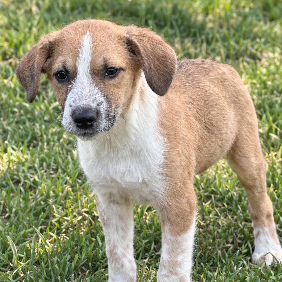 Prednisone (8 pounds), Adoptable, Puppy Male Chihuahua & Australian Cattle Dog / Blue Heeler.