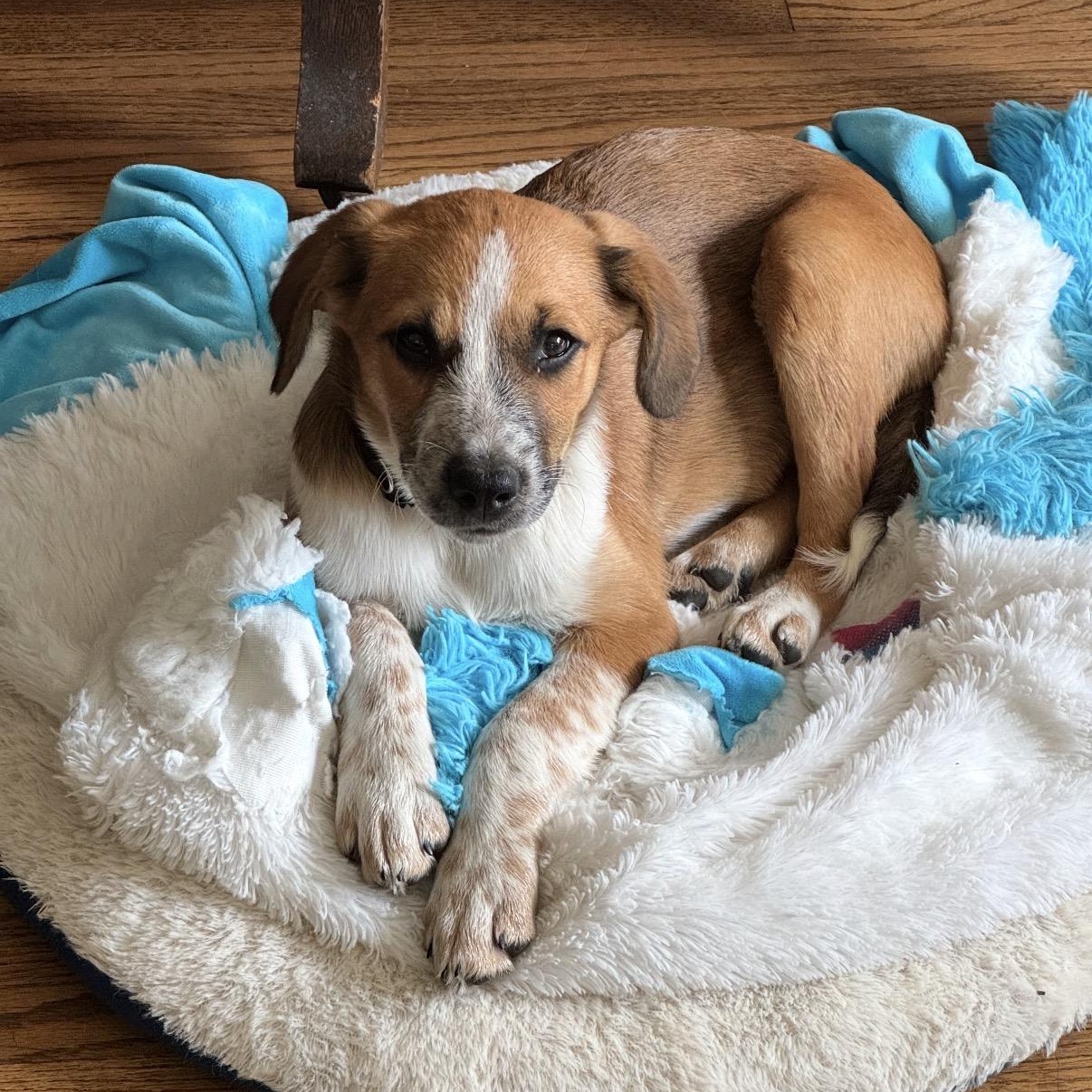 Enlarge Prednisone (Small Guy), a Adoptable mixed breed in South Saint Paul, MN image 1/5