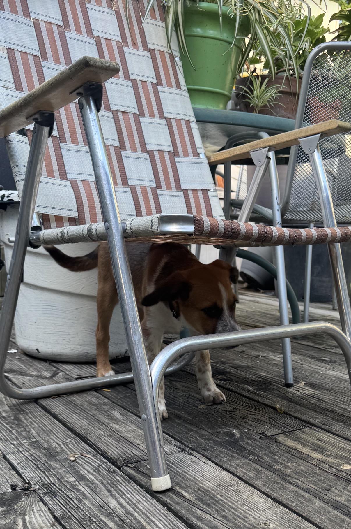 Enlarge Prednisone (Small Guy), a Adoptable mixed breed in South Saint Paul, MN image 5/6
