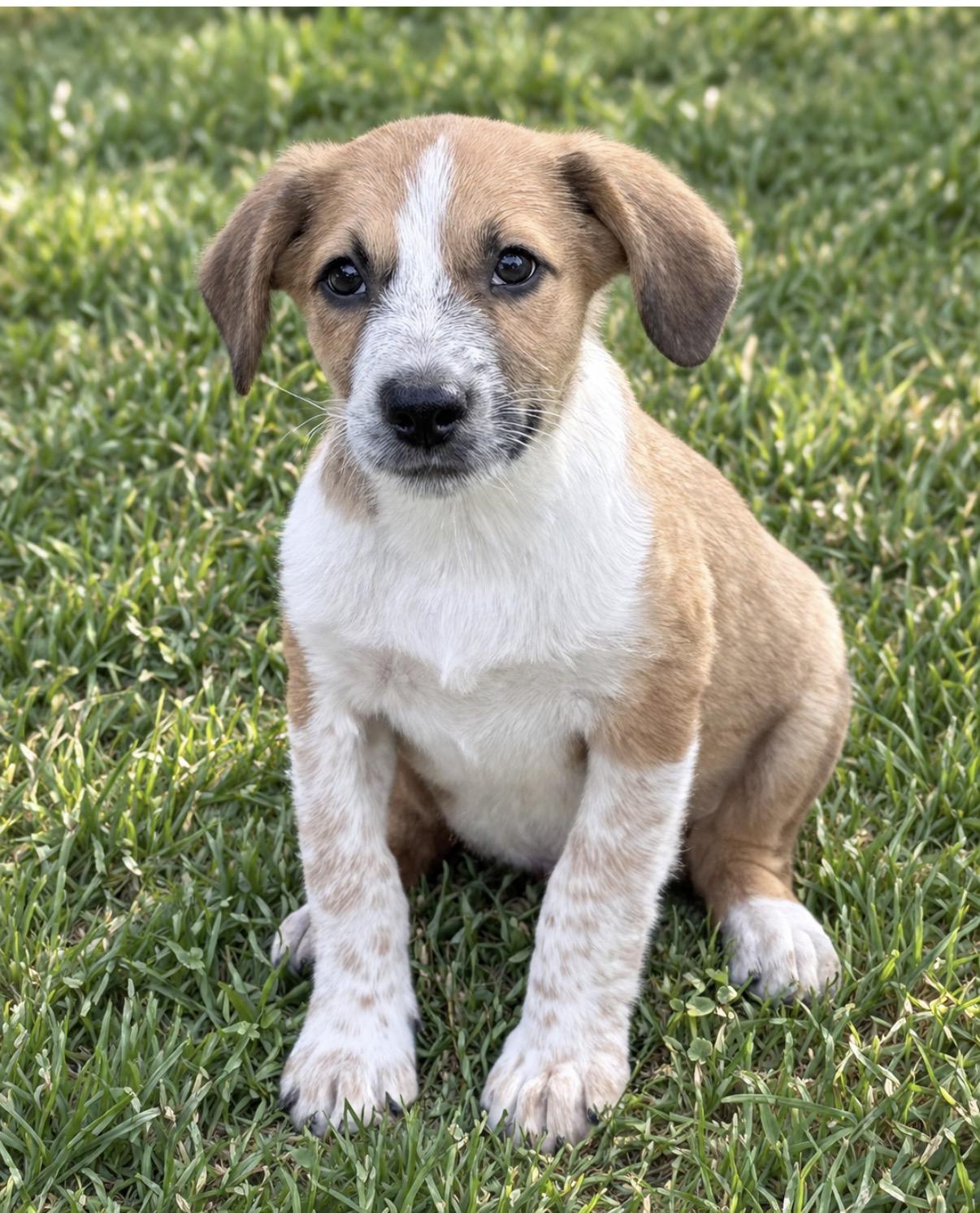 Enlarge Prednisone (8 pounds), a Adoptable mixed breed in South Saint Paul, MN image 4/4