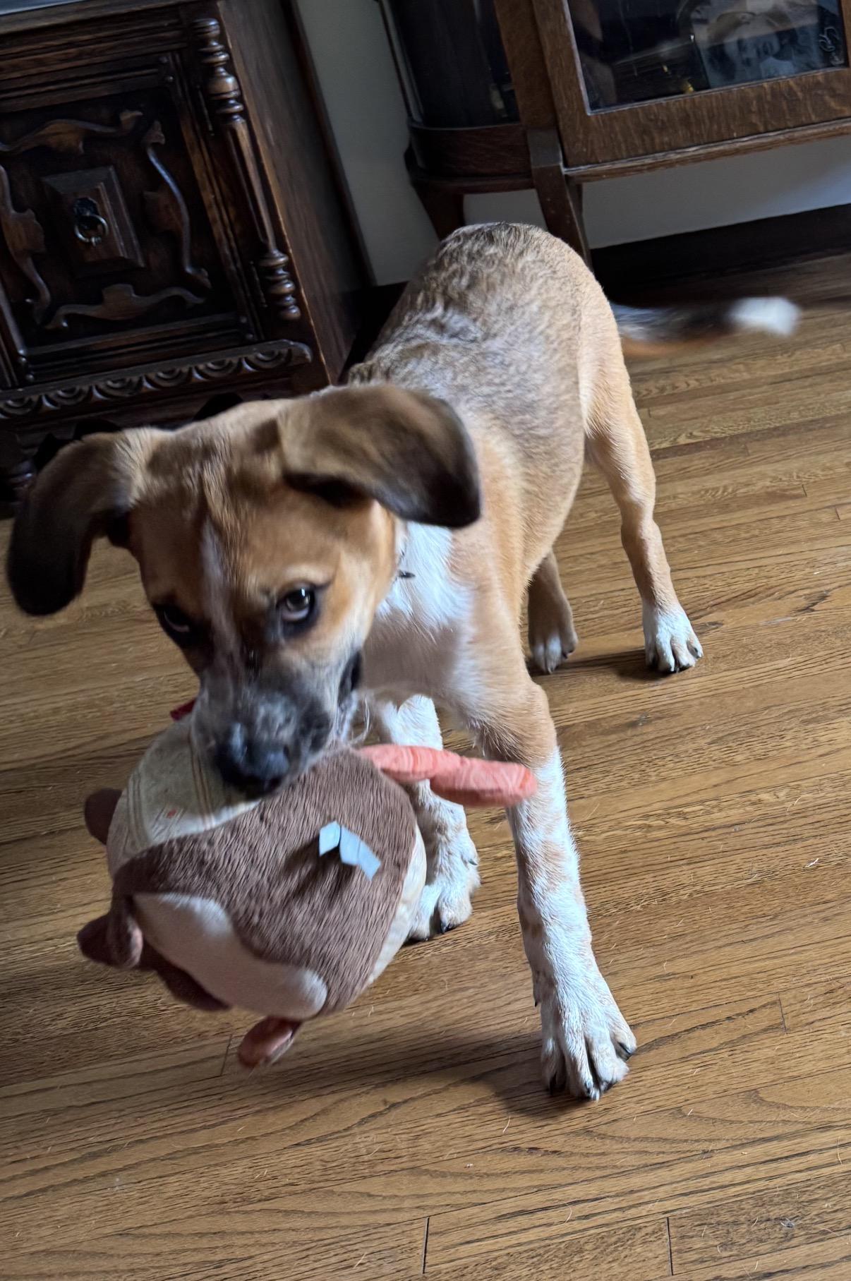 Enlarge Prednisone (Small Guy), a Adoptable mixed breed in South Saint Paul, MN image 6/6
