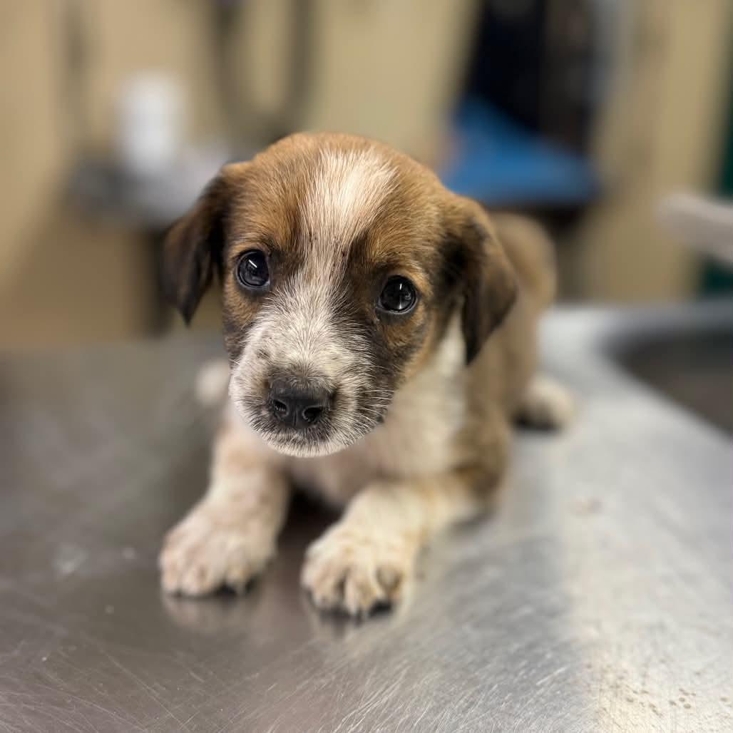Enlarge Prednisone (8 pounds), a Adoptable mixed breed in South Saint Paul, MN image 2/4