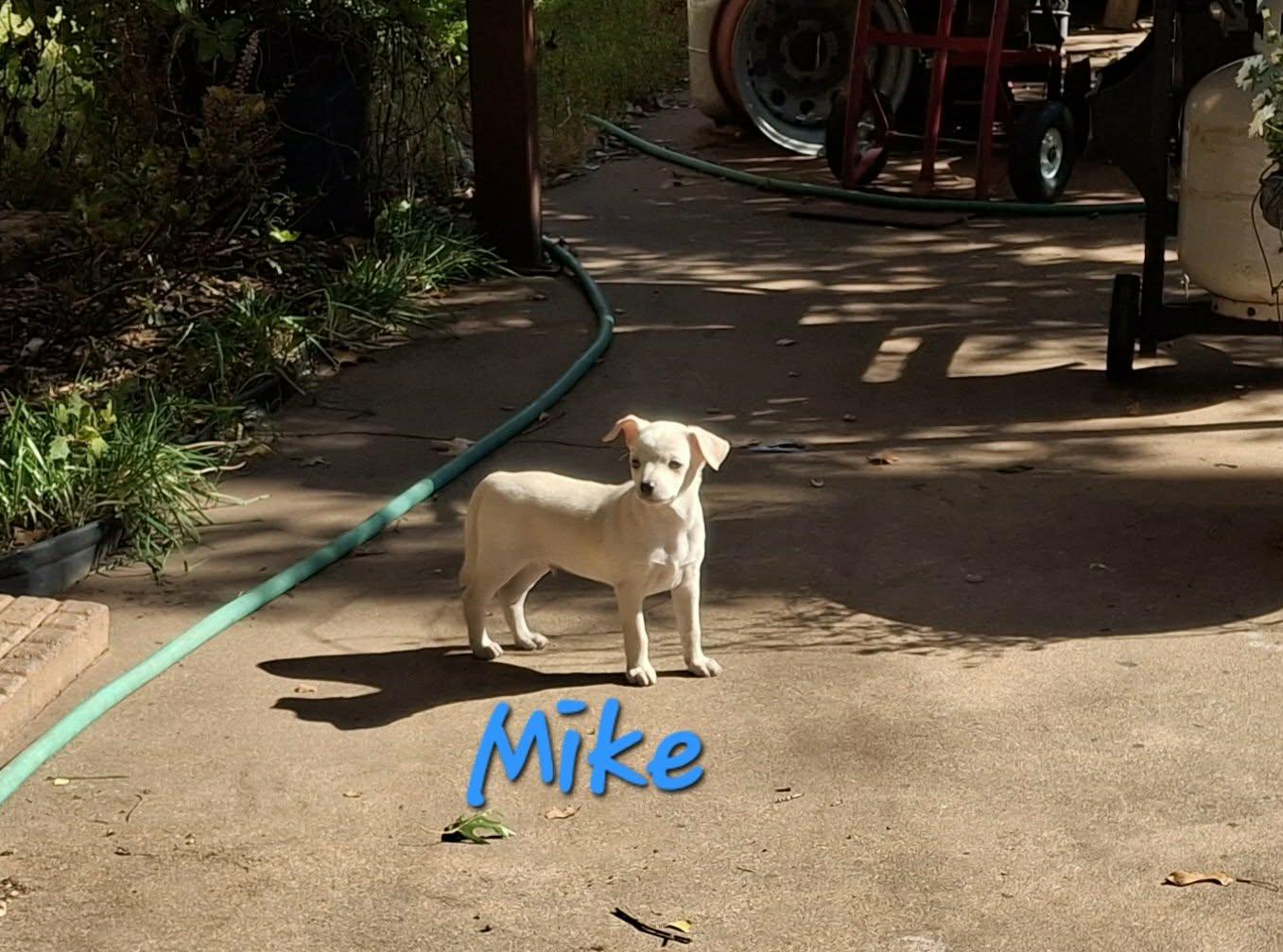 Mike