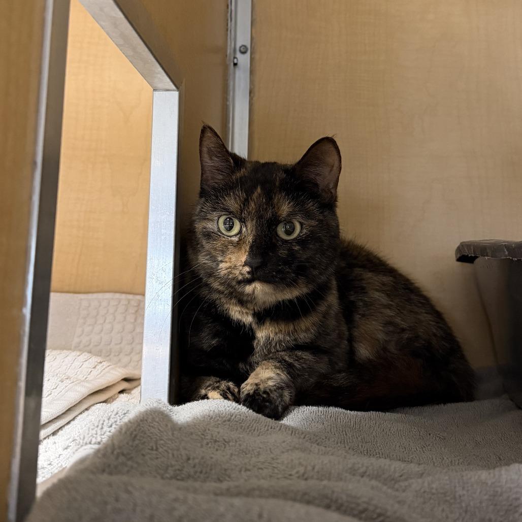 Hilda, Adoptable, Adult Female Domestic Short Hair.