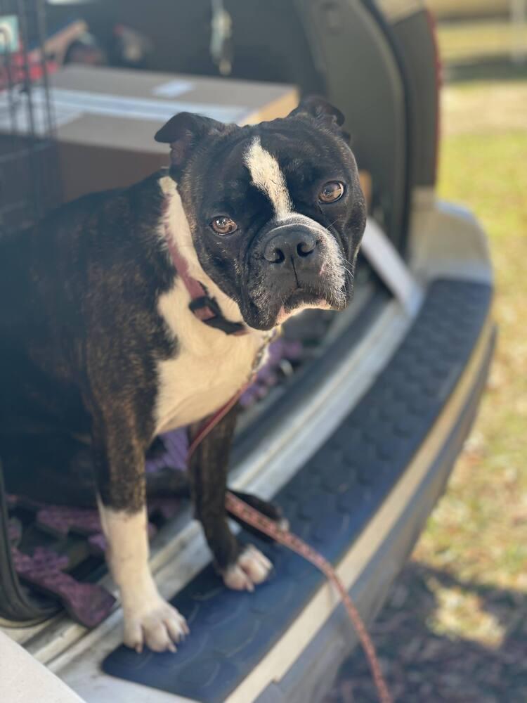 Boston π¨π¦, Adoptable, Adult Male Boston Terrier.