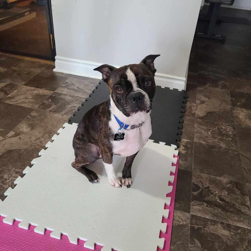 Boston 🇨🇦, Adoptable, Adult Male Boston Terrier.
