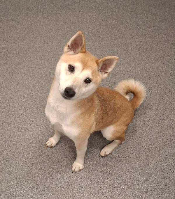 Enlarge Bailey, a Adoptable mixed breed in Sheboygan, WI image 1/1