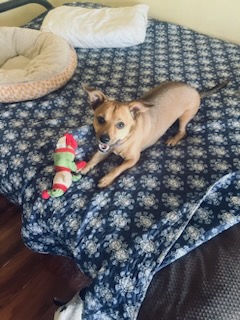 Project dog, need a chance!!!, Adoptable, Adult Male Chihuahua & Jack Russell Terrier.