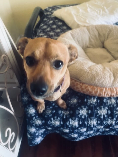 Project dog, need a chance!!!, a Adoptable mixed breed in Fort Myers Beach, FL image 2/3