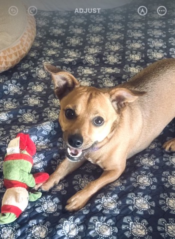 Project dog, need a chance!!!, a Adoptable mixed breed in Fort Myers Beach, FL image 3/3