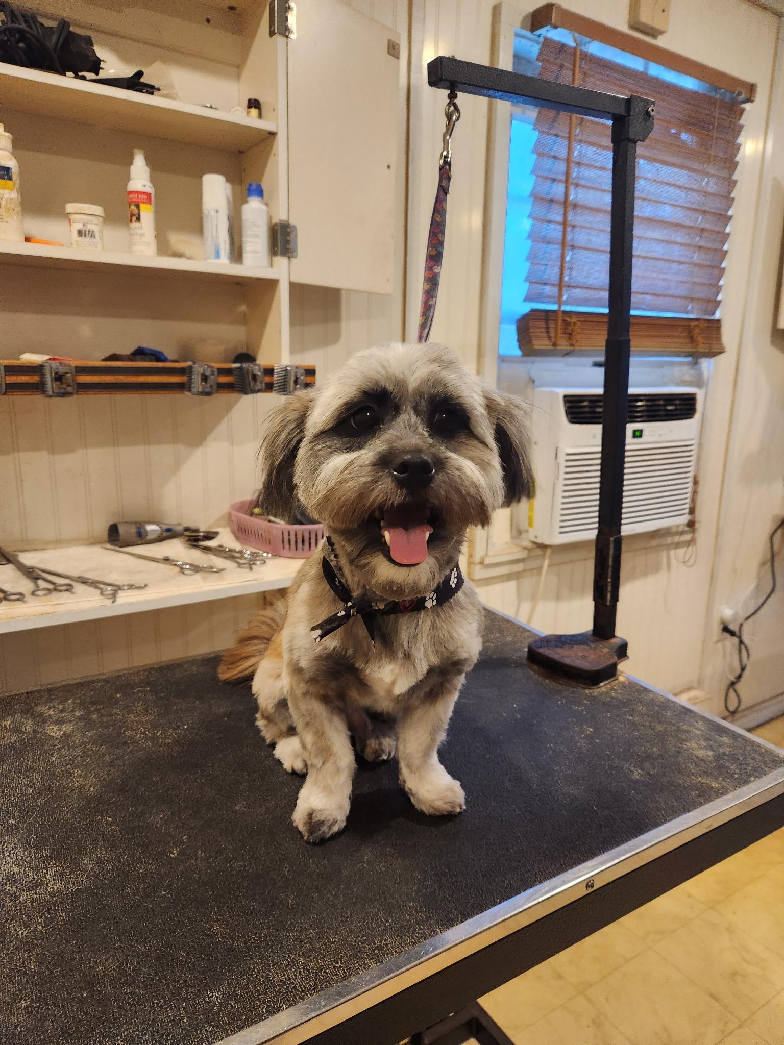 Mikey, Adopted, Young Male Shih Tzu & Yorkshire Terrier.