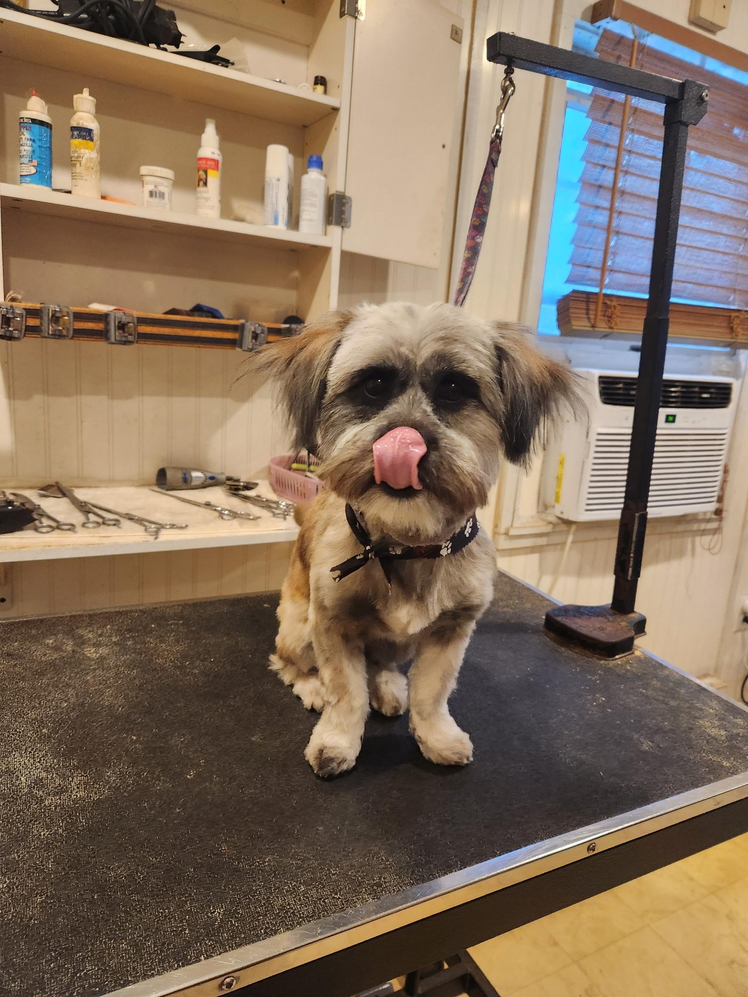 Mikey, a Adopted mixed breed in Barnegat, NJ image 2/2