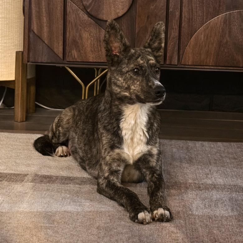 Oolong Tea thumbnail 2