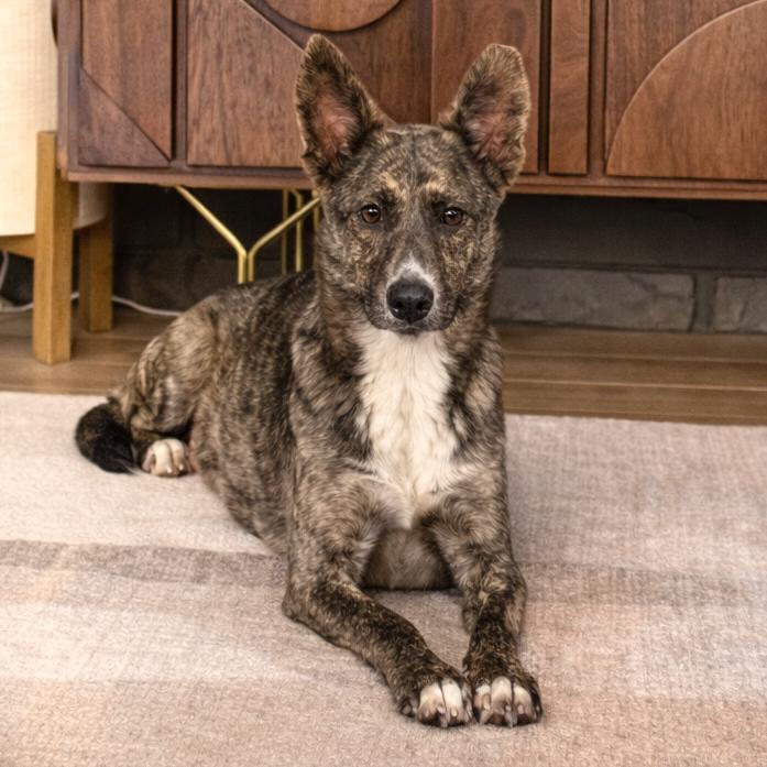 Oolong Tea thumbnail 3