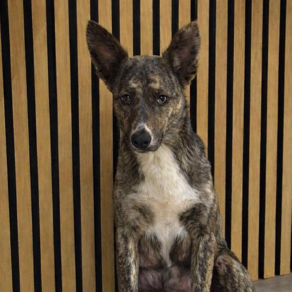 Oolong Tea thumbnail 5