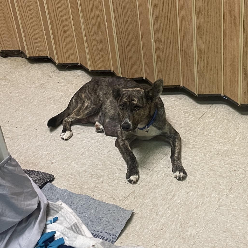 Oolong Tea thumbnail 6