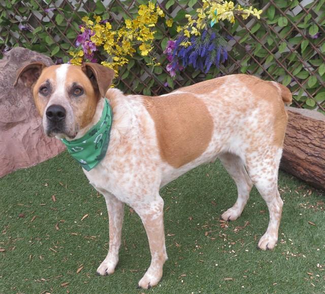 Enlarge RIGGS, a Adoptable mixed breed in Oklahoma City, OK image 1/1