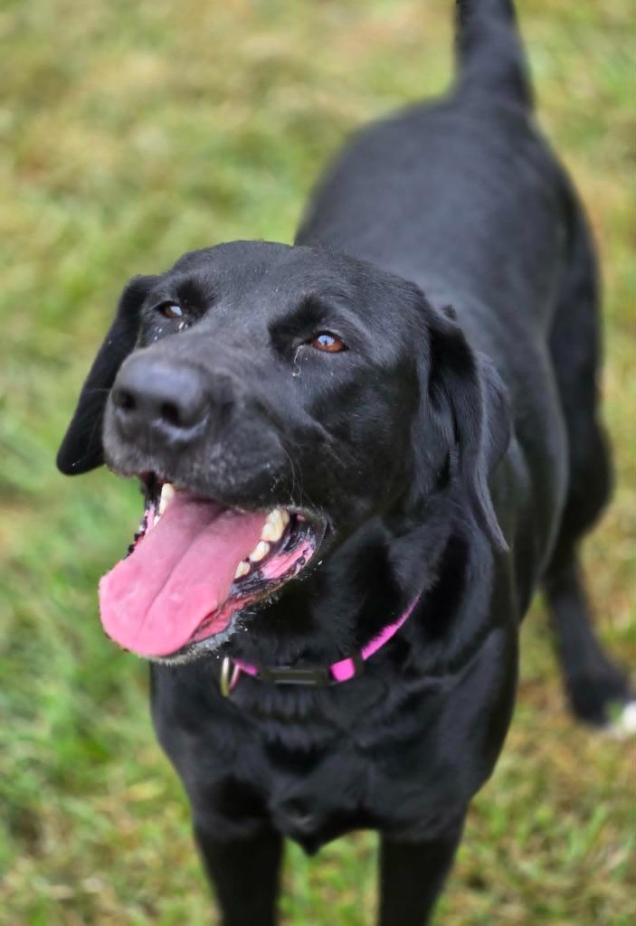 JESSIE, Adoptable, Young Female Mixed Breed.