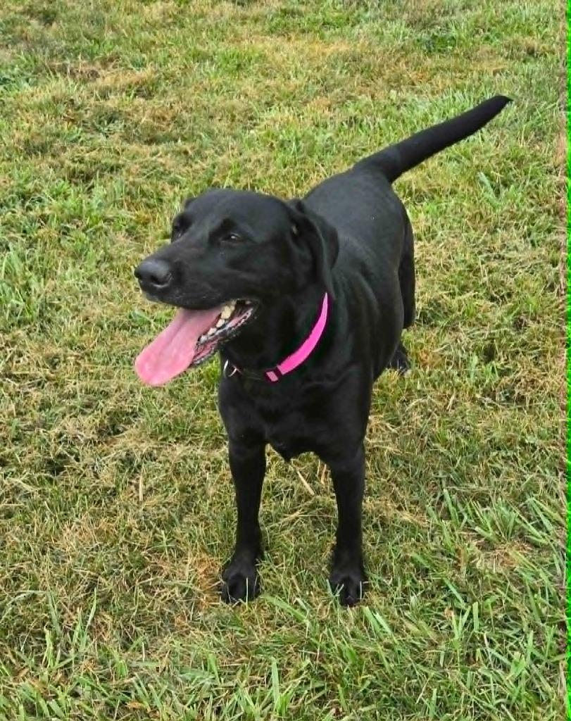 Enlarge JESSIE, a Adoptable mixed breed in Moberly, MO image 2/6