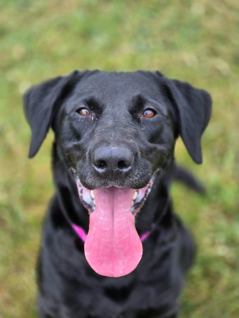 Enlarge JESSIE, a Adoptable mixed breed in Moberly, MO image 3/6