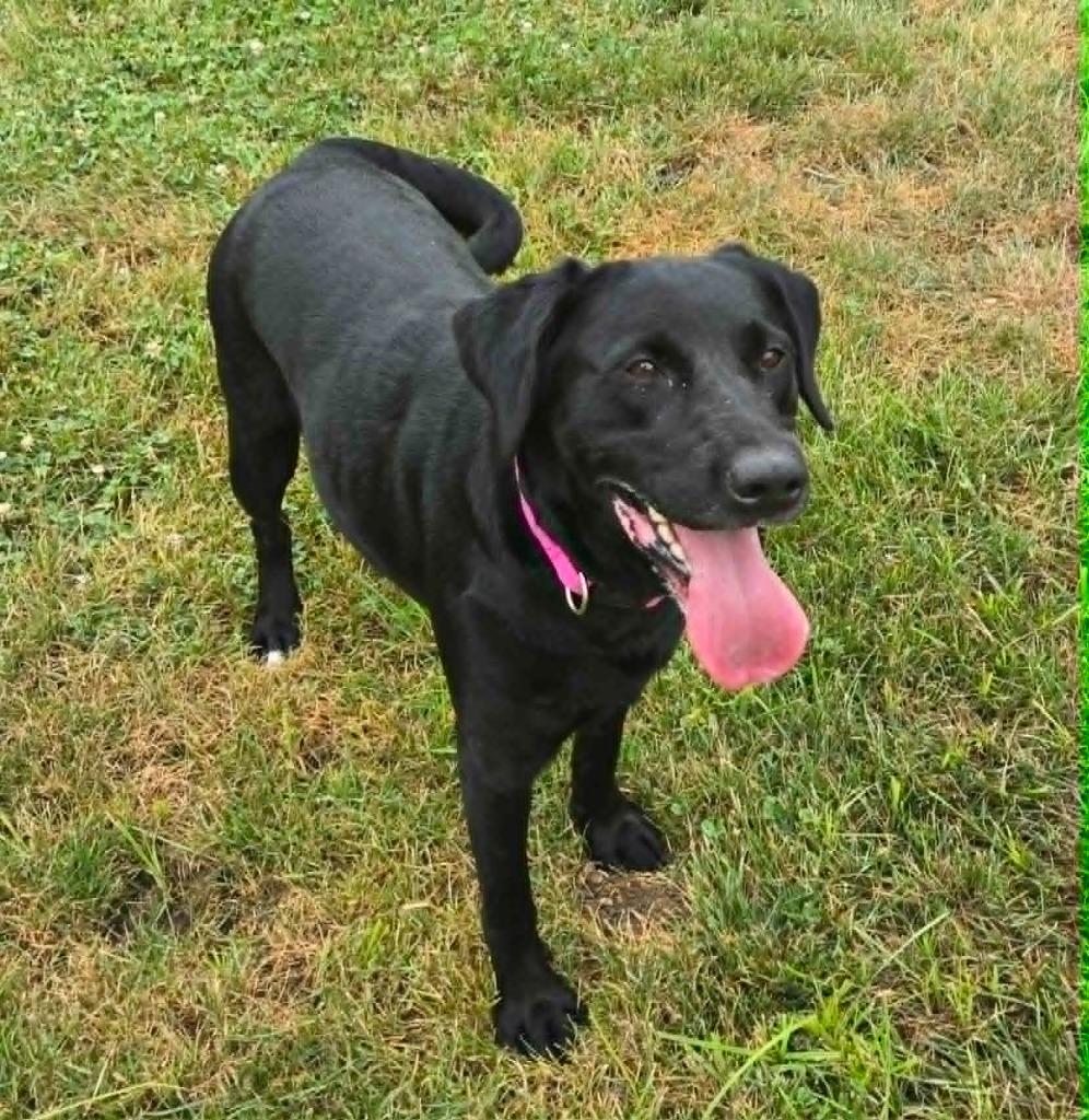 Enlarge JESSIE, a Adoptable mixed breed in Moberly, MO image 4/6