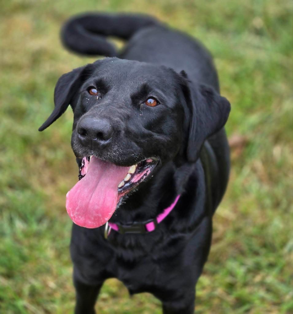 Enlarge JESSIE, a Adoptable mixed breed in Moberly, MO image 6/6
