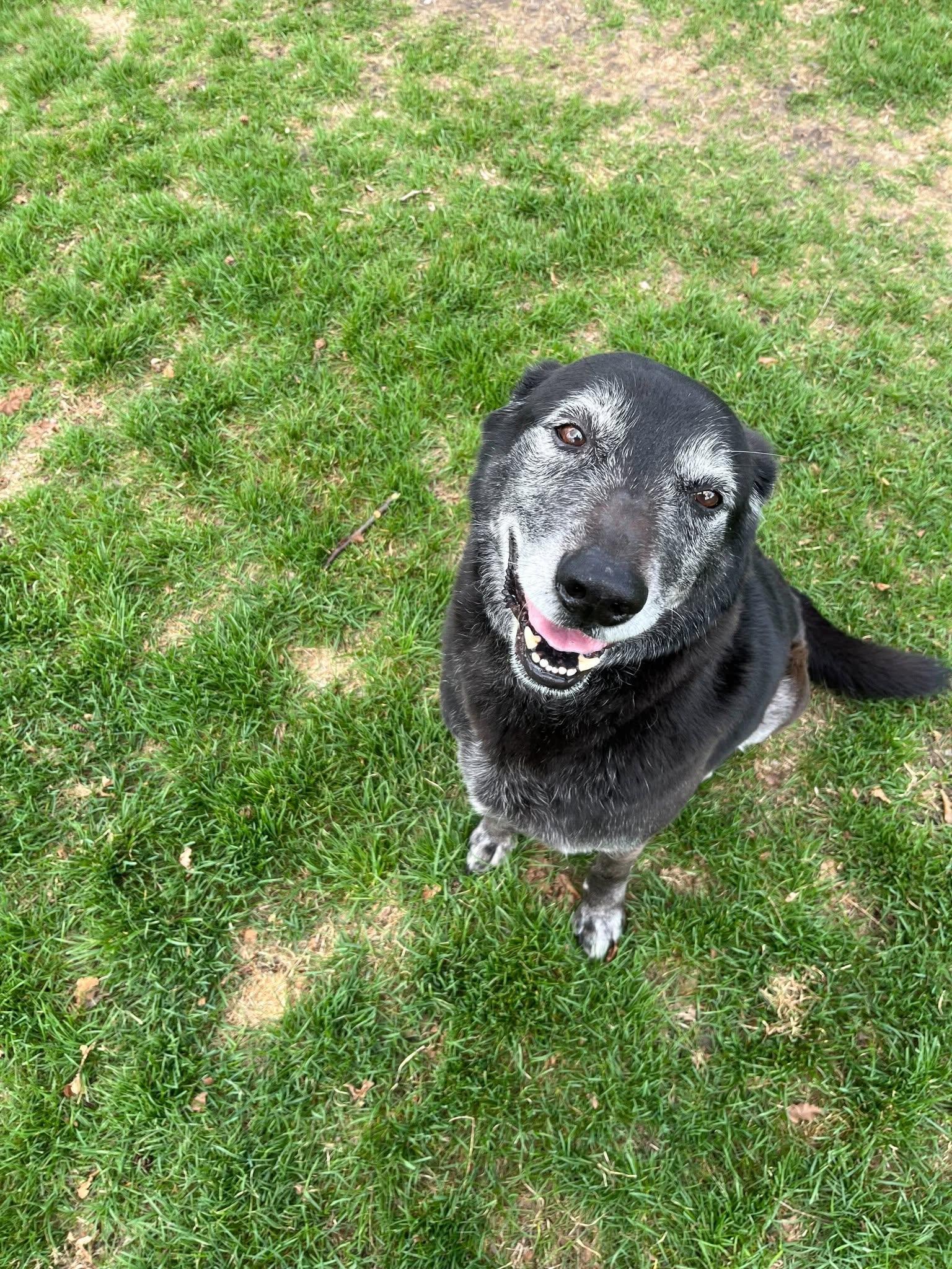 Enlarge Rex, an adopted mixed breed in Jackson, MI image 1/3