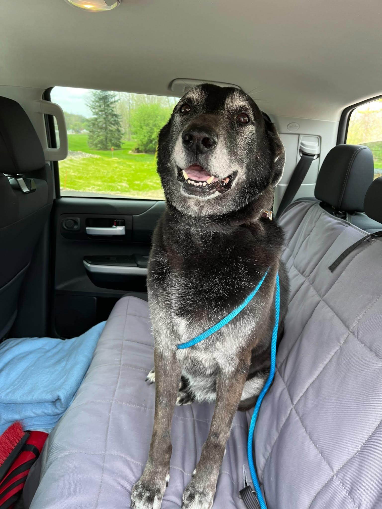 Enlarge Rex, an adopted mixed breed in Jackson, MI image 2/3