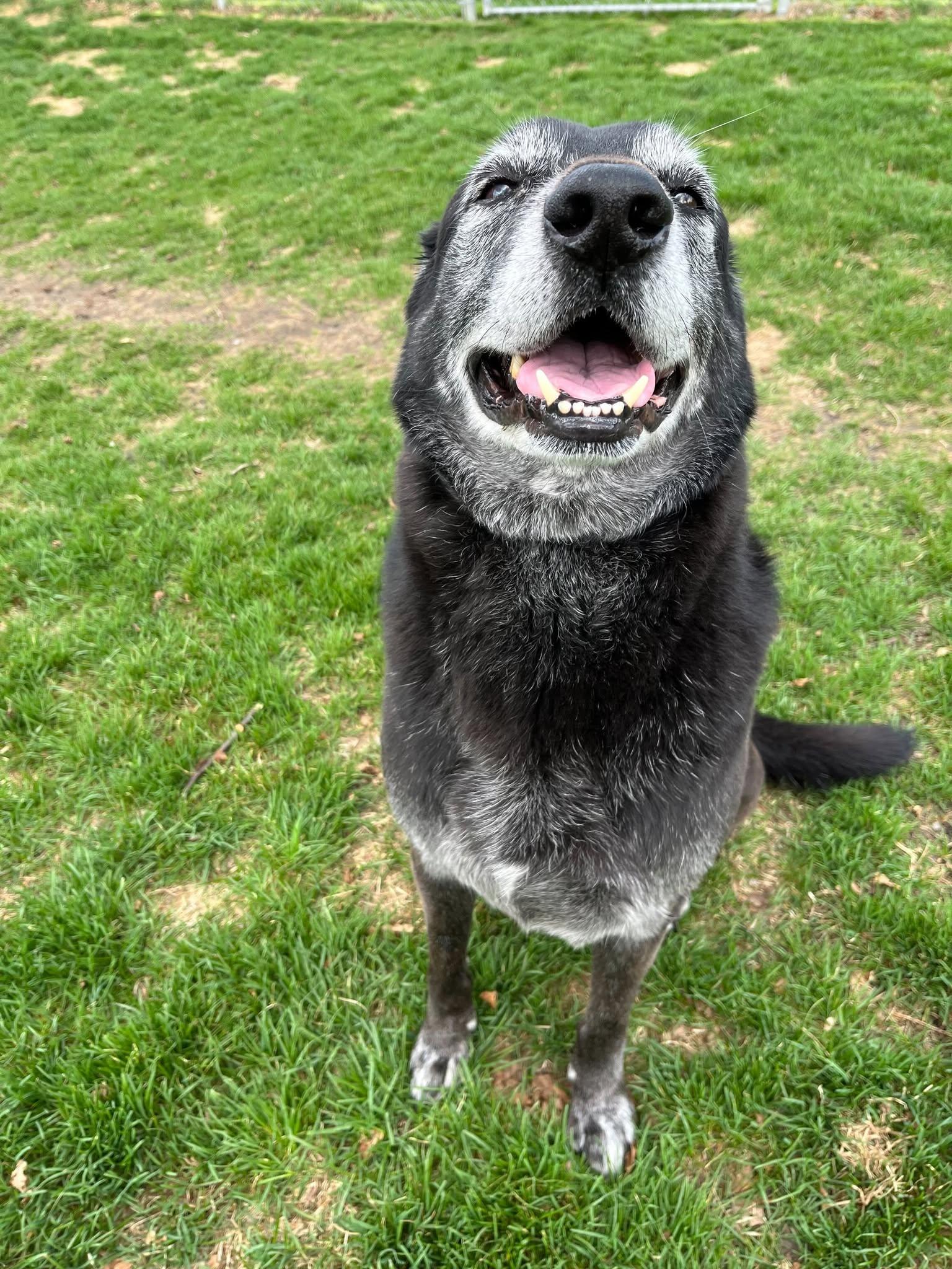 Enlarge Rex, an adopted mixed breed in Jackson, MI image 3/3
