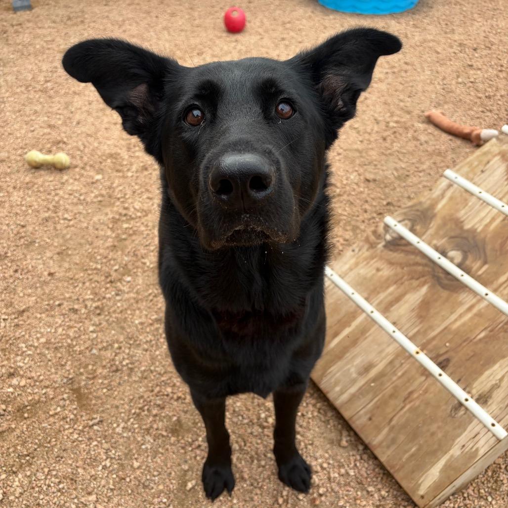 Reap KCAC #621.26, Adoptable, Adult Male Black Labrador Retriever & Mixed Breed.