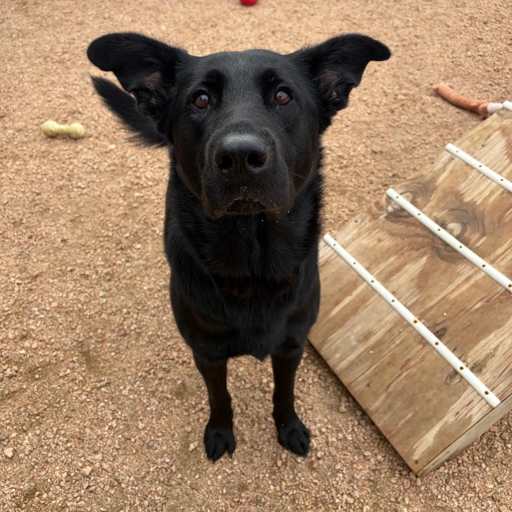 Reap KCAC #621.26, a Adoptable mixed breed in Kerrville, TX image 2/3
