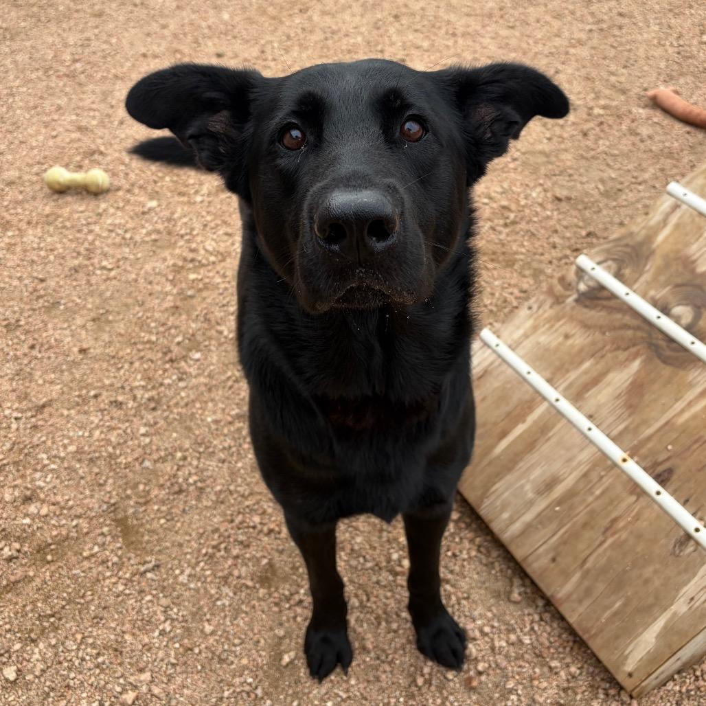 Reap KCAC #621.26, a Adoptable mixed breed in Kerrville, TX image 3/3