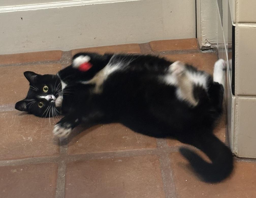 Misty, Adoptable, Young Female Domestic Short Hair.