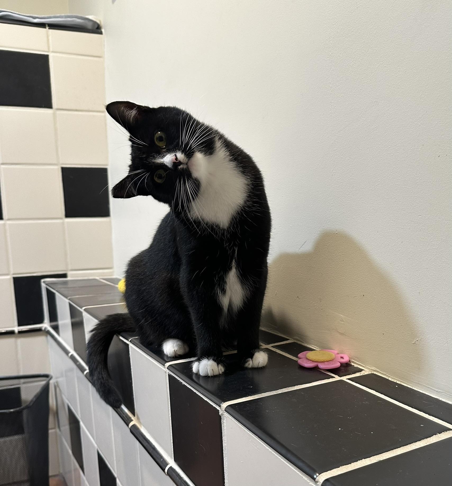 Misty, a Adoptable Domestic Short Hair in Los Angeles, CA image 3/3