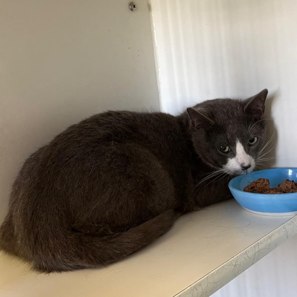 Grey, Adoptable, Adult Male Domestic Short Hair.