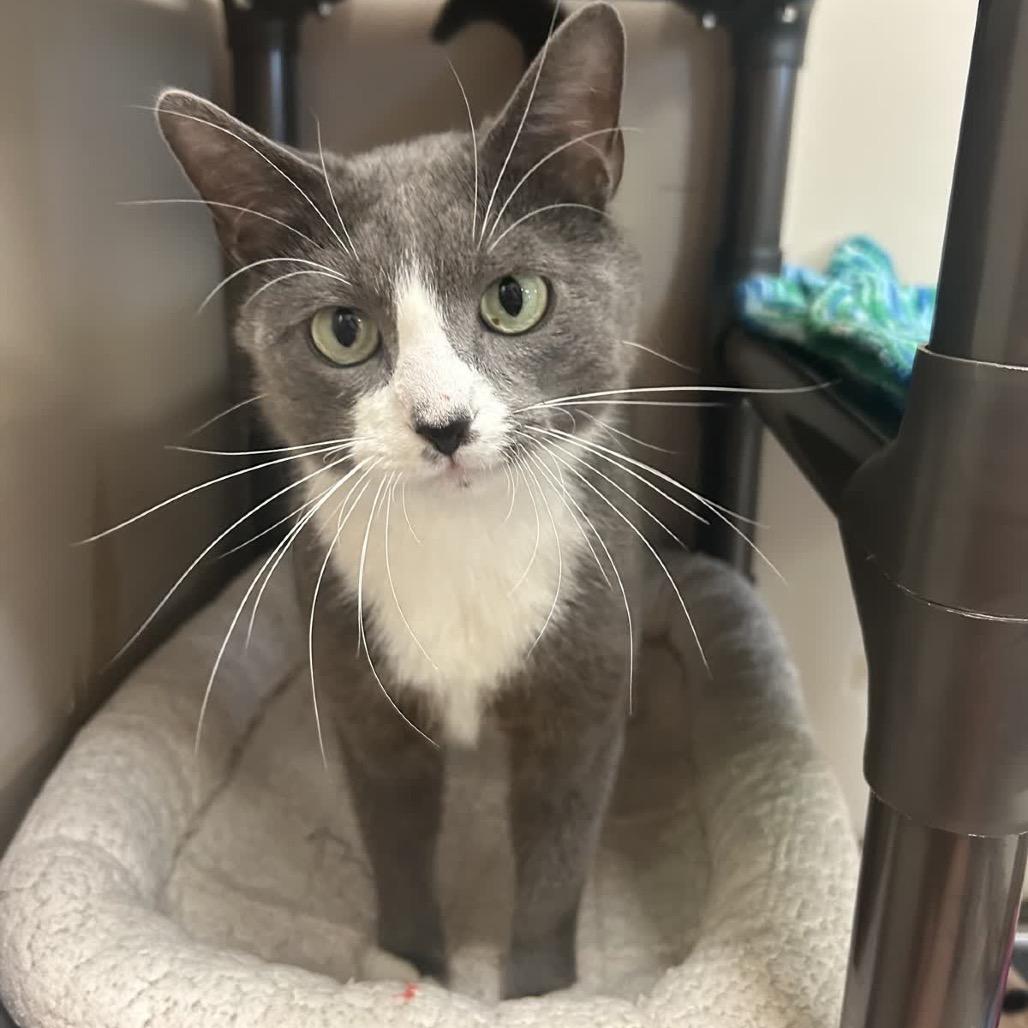 Enlarge Grey, a Adoptable Domestic Short Hair in Norfolk, NE image 2/5