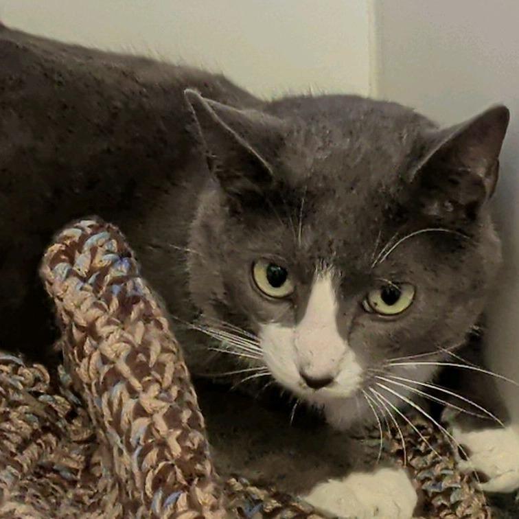 Grey, a Adoptable Domestic Short Hair in Norfolk, NE image 2/2