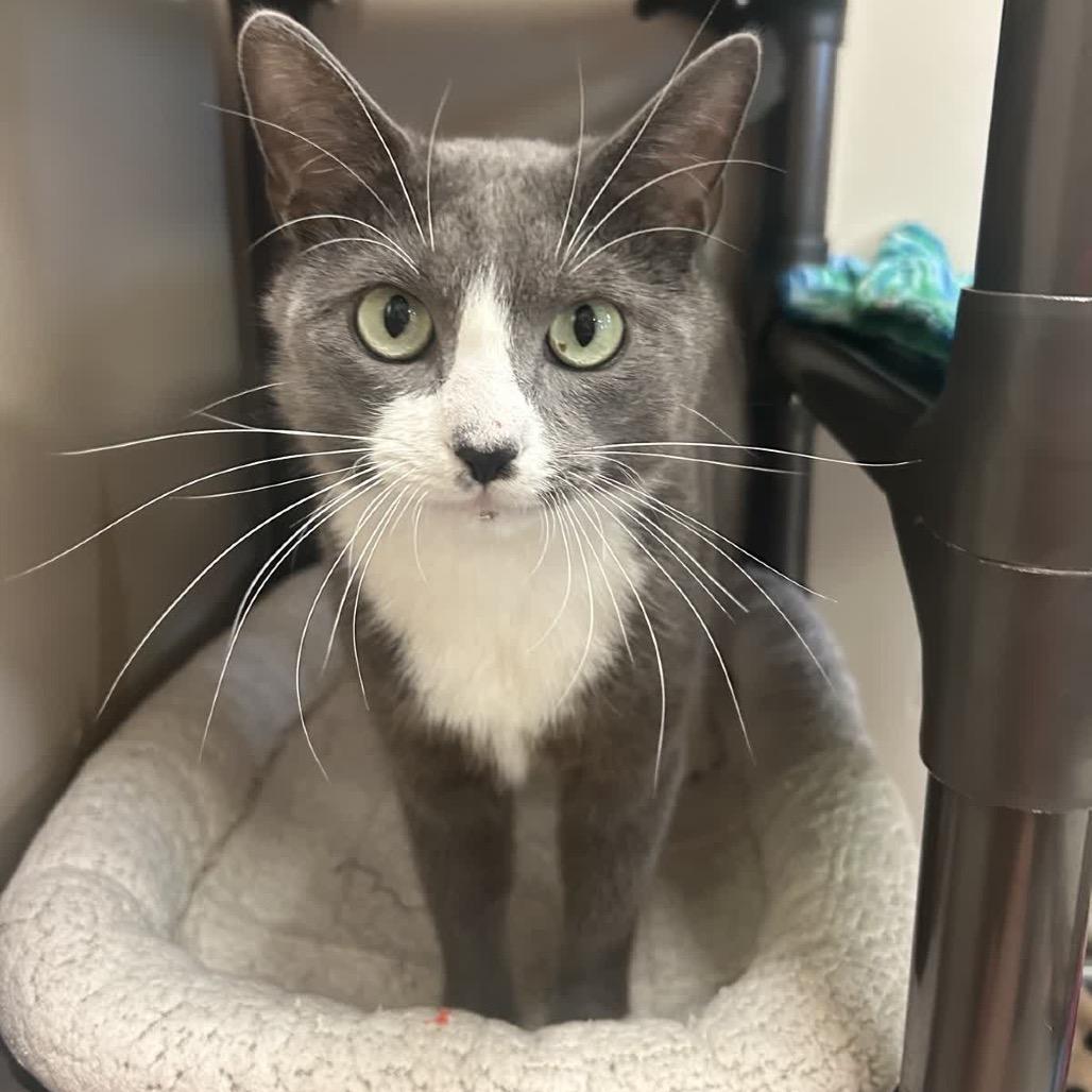 Enlarge Grey, a Adoptable Domestic Short Hair in Norfolk, NE image 4/5