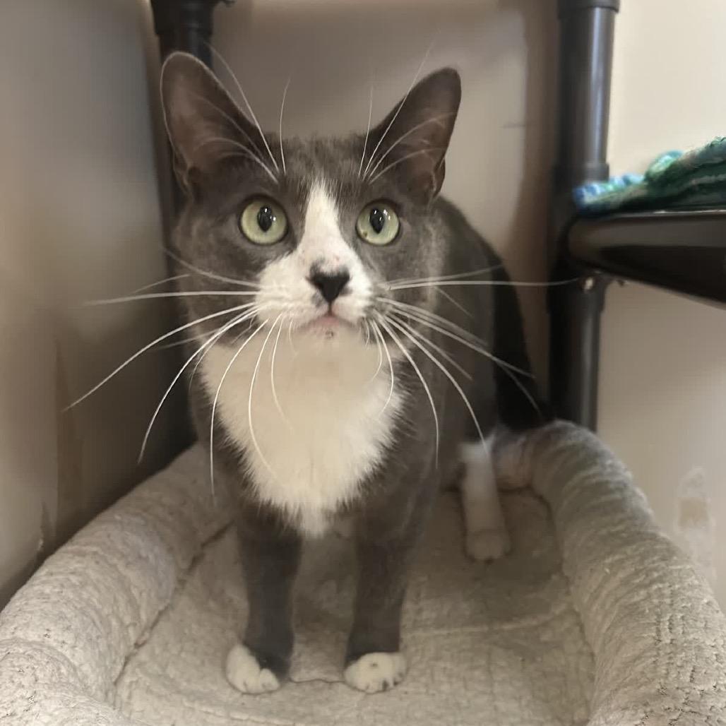 Enlarge Grey, a Adoptable Domestic Short Hair in Norfolk, NE image 5/5