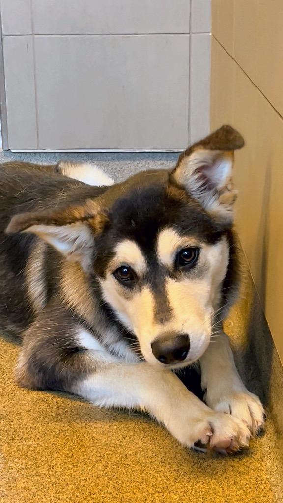 Ru, Adoptable, Young Male Mixed Breed.